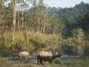 Chitwan Jungle Package Tour